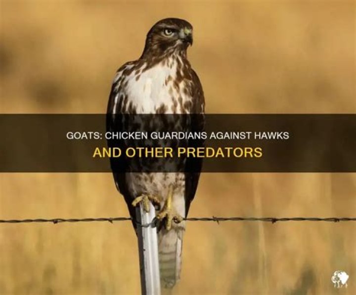 Will goats protect chickens from hawks?
