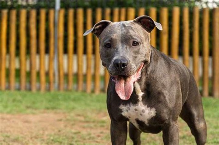 Will Mace stop a pitbull?