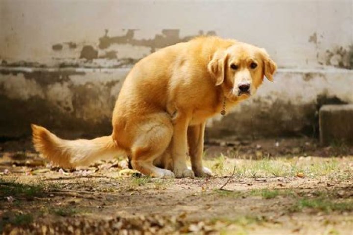 Will pumpkin settle a dog's stomach?