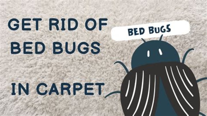 Will removing carpet help with bed bugs?